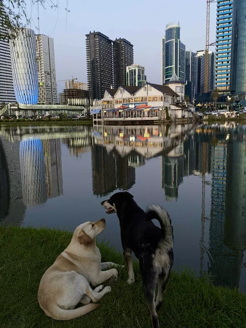 Dwa psy nad wodą, a na przeciwnym brzegu widok na miasto