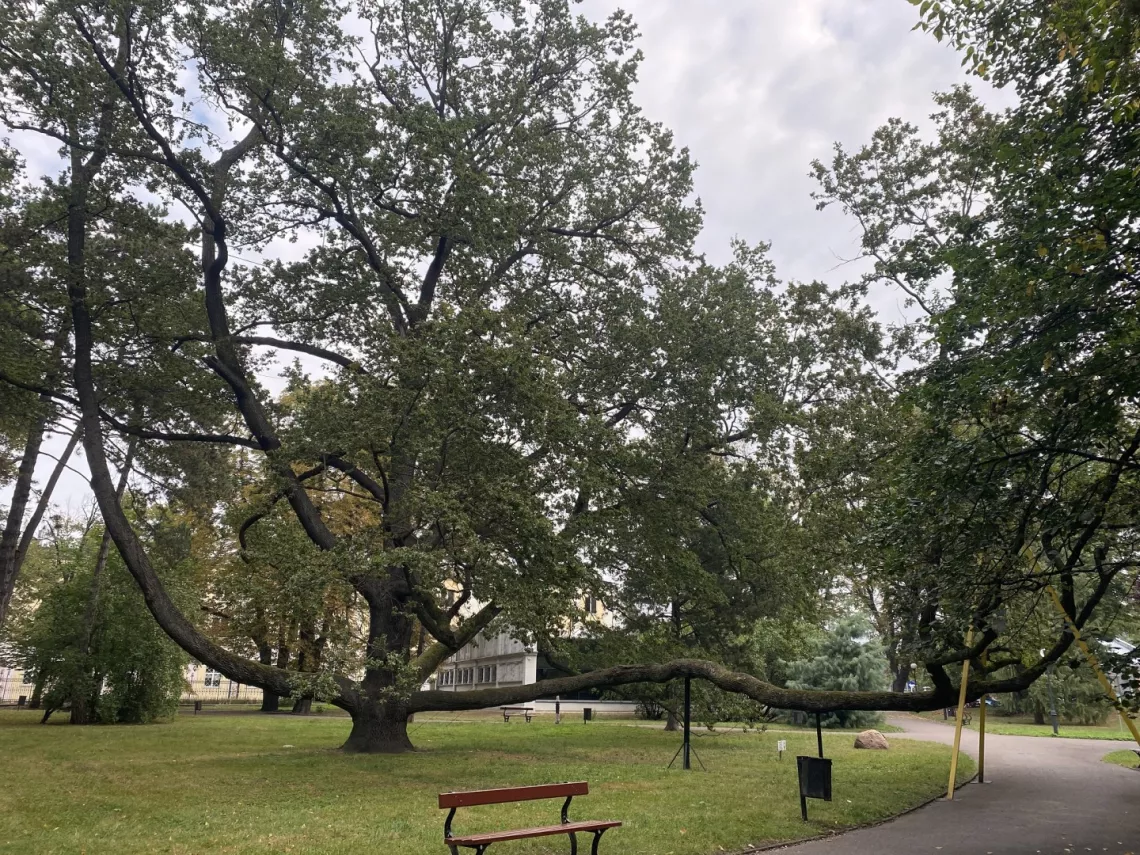 Dąb Fabrykant to niezwykle cenny pomnik przyrody