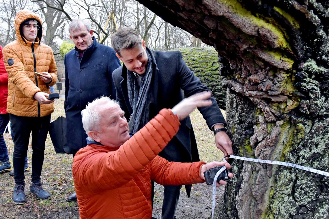 Rob McBride, ambasador Konkursu Europejskie Drzewo Roku. Przywitał się z Fabrykantem, zmierzył obwód jego pnia, a także złożył mu życzenia