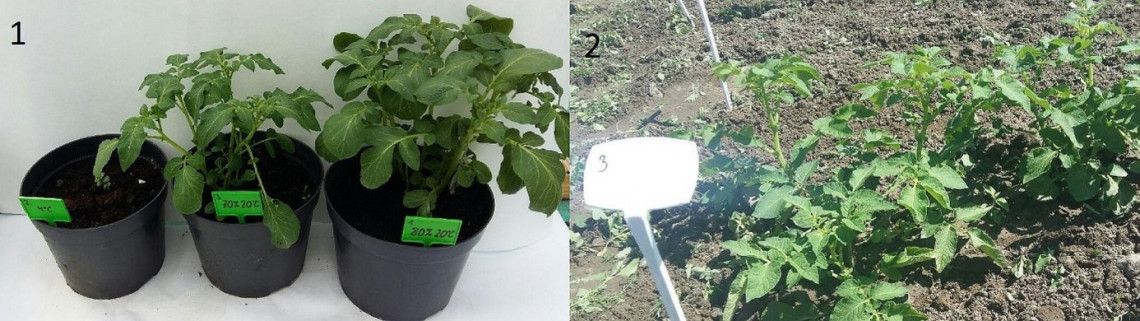 Uprawa sadzeniaka: w warunkach laboratoryjnych (1) i w warunkach polowych (2)